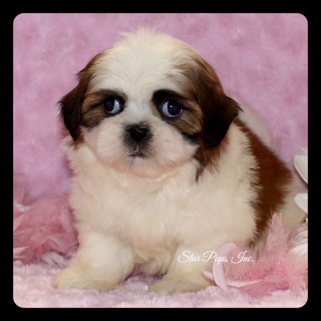 Shih Tzu F Chocolate/White – Sold | Star Pups