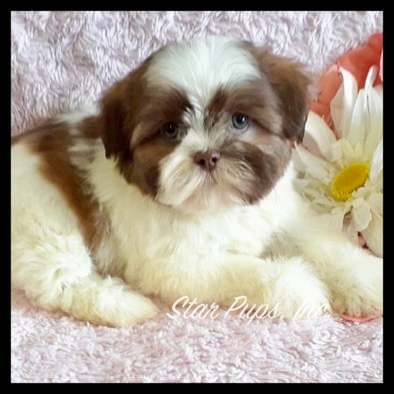 Shih Tzu F Chocolate/White | Star Pups